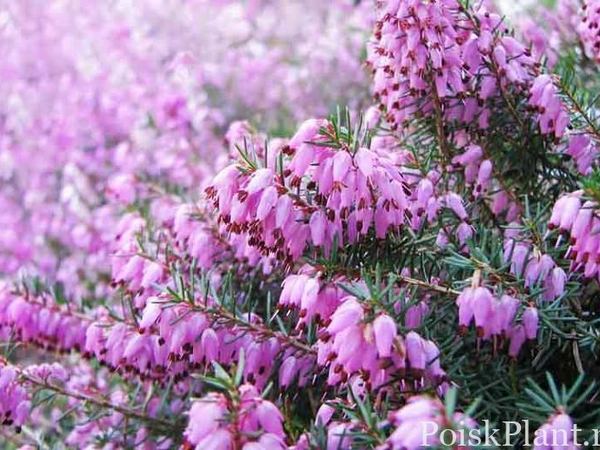 Эрика травянистая Springwood Pink