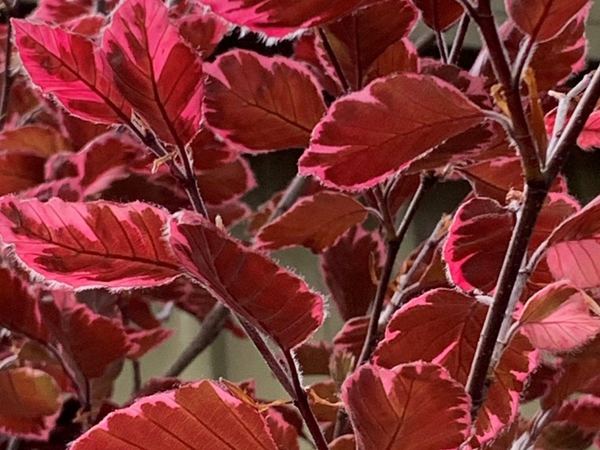 Бук европейский Purpurea Tricolor