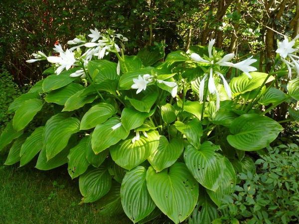 Хоста подорожниковая Grandiflora