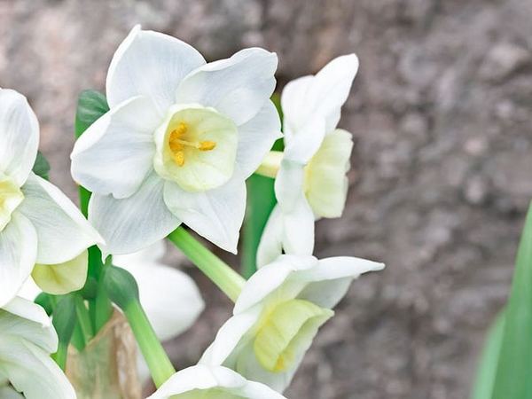 Нарцисс гибридный Scilly White