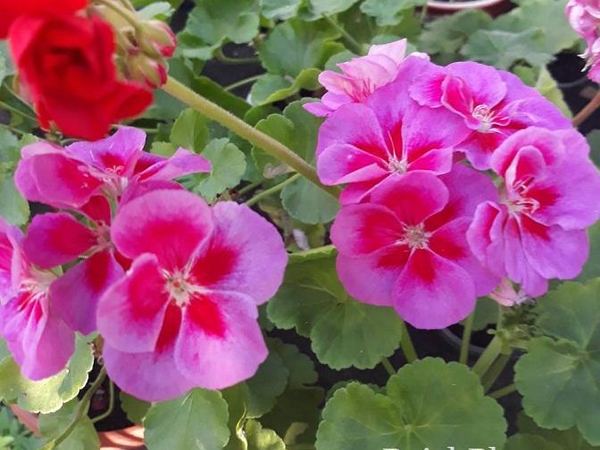 Пеларгония зональная Flower Fairy Violet