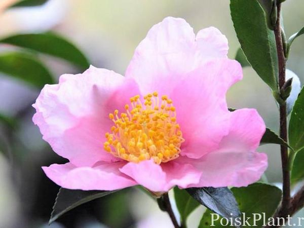 Камелия горная Plantation Pink