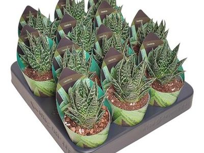 Гастералое гибридное Тай Тики