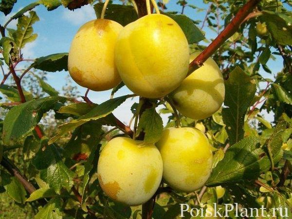 Слива домашняя Уленас Ренклоде