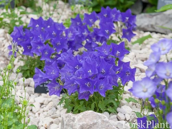 Колокольчик карпатский var. turbinata Jewel