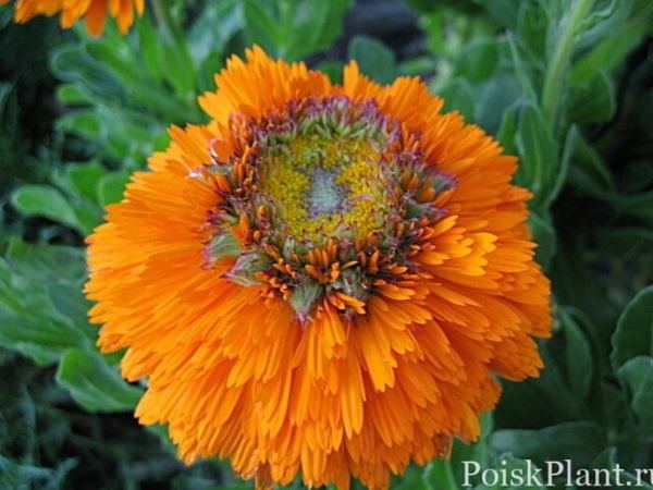 Календула гибридная Greenheart Orange