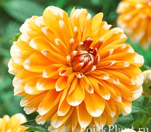Георгина изменчивая Bahama Apricot