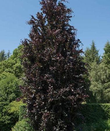 Бук европейский Dawyck Purple
