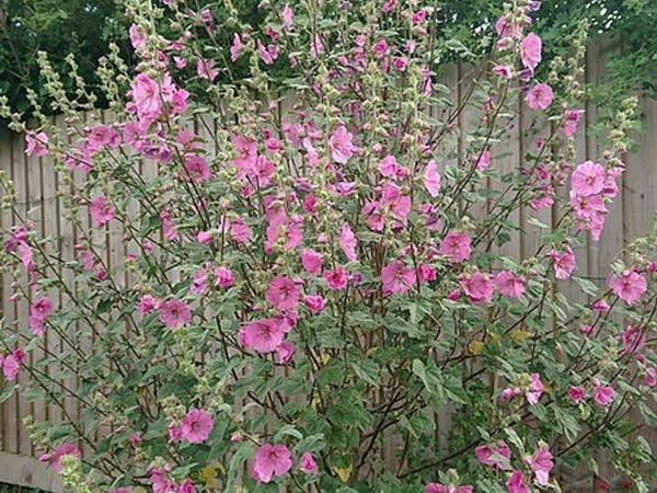 Лаватера Клемента Rosea