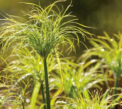 Циперус папирусная Graceful Grasses King Tut