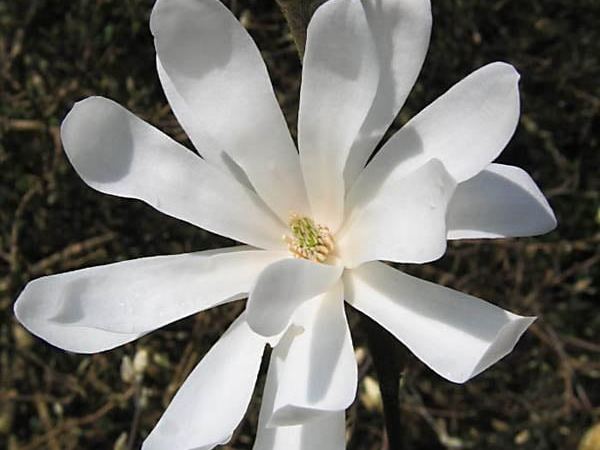 Магнолия звездчатая Waterlily