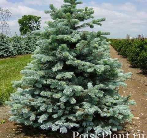 Ель колючая Glauca Arizonica