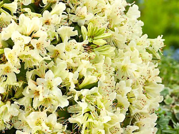 Рододендрон Кейсуке Shamrock