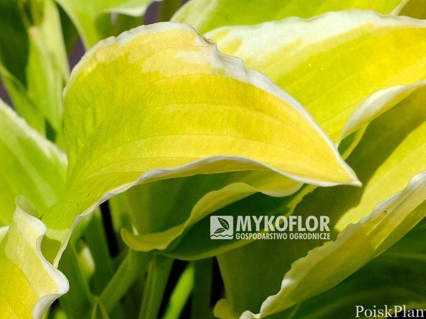 Хоста гибридная Citron