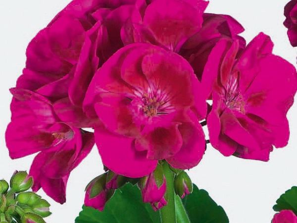 Пеларгония зональная Flower Fairy Berry