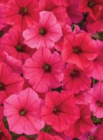 Петуния гибридная Supertunia Vista Paradise