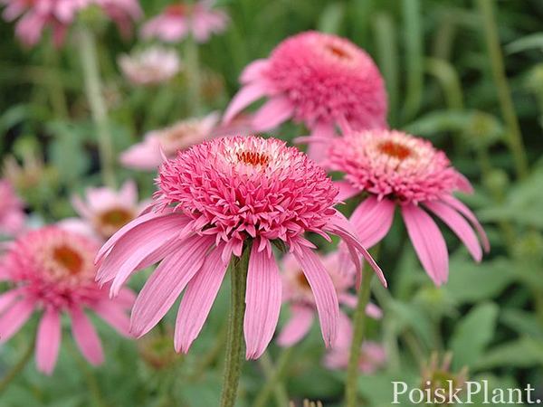 Эхинацея пурпурная Pink Double Delight