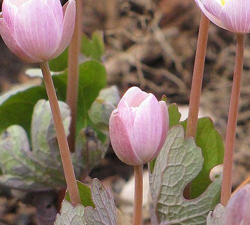 Сангвинария канадская Pink Form