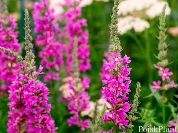 Дербенник иволистный Morden Pink