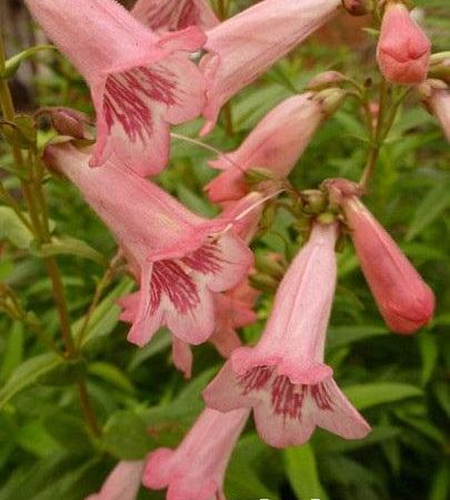 Пенстемон гибридный Hidcote Pink