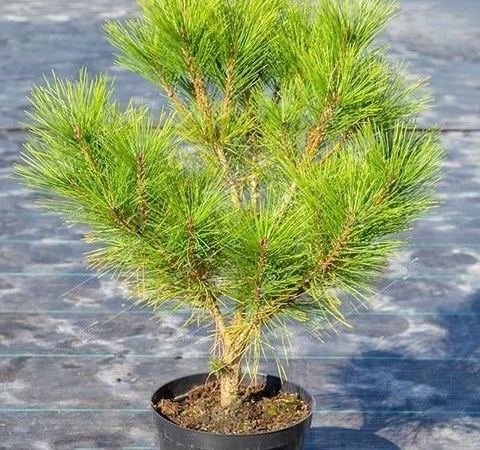 Сосна густоцветковая Tanyosho Compacta