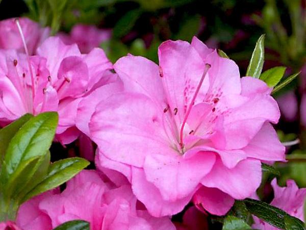 Рододендрон тупой Rosinetta