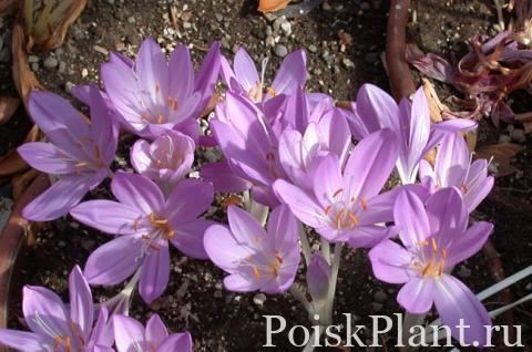 Безвременник великолепный Autumn Queen