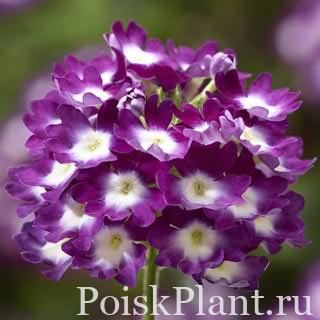 Вербена гибридная Lanai Cyclops Purple