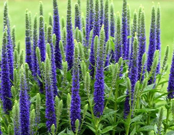 Вероника колосистая Ulster Dwarf Blue