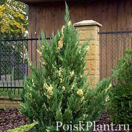 Можжевельник китайский Variegata
