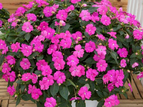 Бальзамин новогвинейский Sunpatiens Compact Lilac