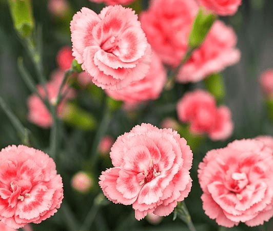 Гвоздика альвуди Perfume Pinks Romance