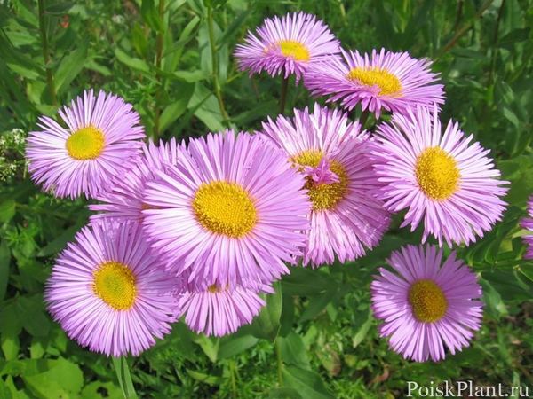 Мелколепестник гибридный Rosa Juwel