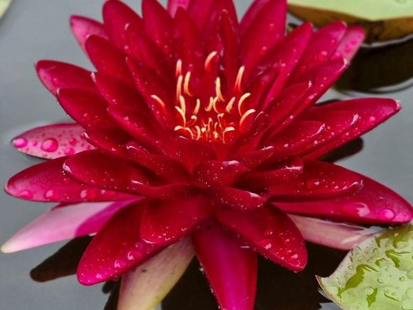Нимфея гибридная WLK Ruby Moth