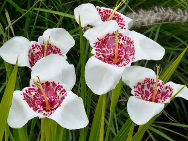 Тигридия павлинья Alba Grandiflora