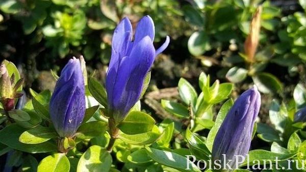 Горечавка бесстебельная Blue Star