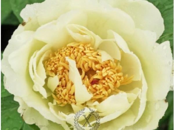 Пион травянистый Joyful Desire
