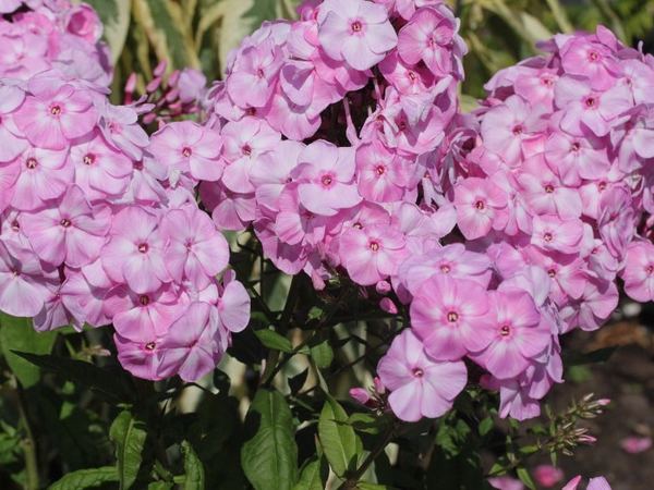Флокс метельчатый Tsvetuschaya Sakura