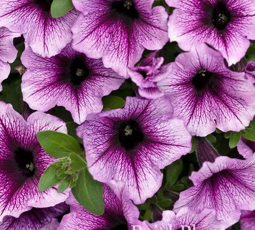 Петуния гибридная Supertunia Bordeaux