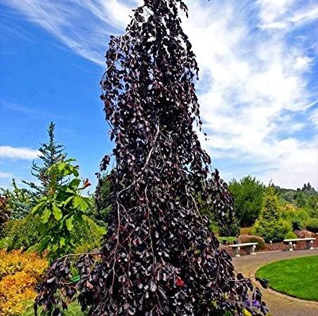 Бук европейский Purple Fountain