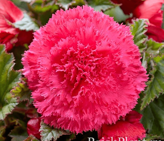 Бегония клубневая Ruffled Pink