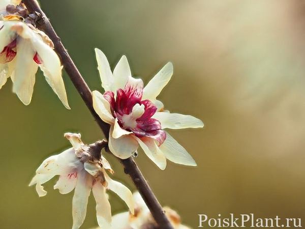 Каликант ранний