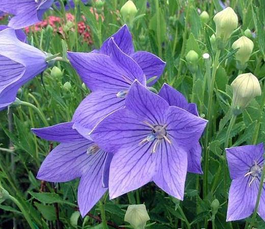 Ширококолокольчик крупноцветковый Fuji Blue