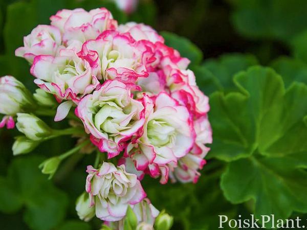 Пеларгония зональная Appleblossom Rosebud