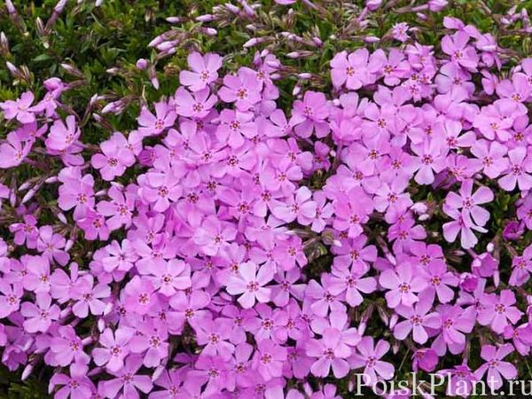 Флокс шиловидный Emerald Pink