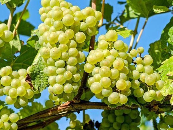 Виноград обыкновенный Cvetochnyj