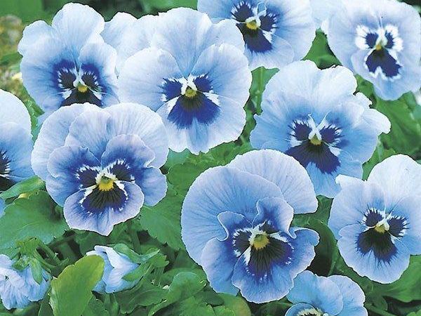 Виола виттрока Joker Light Blue