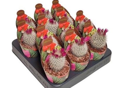 Эскобария Ларедо