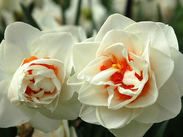 Нарцисс гибридный Flower Drift