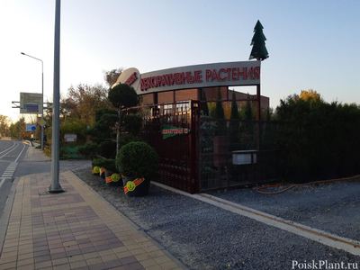 Зелёный берег